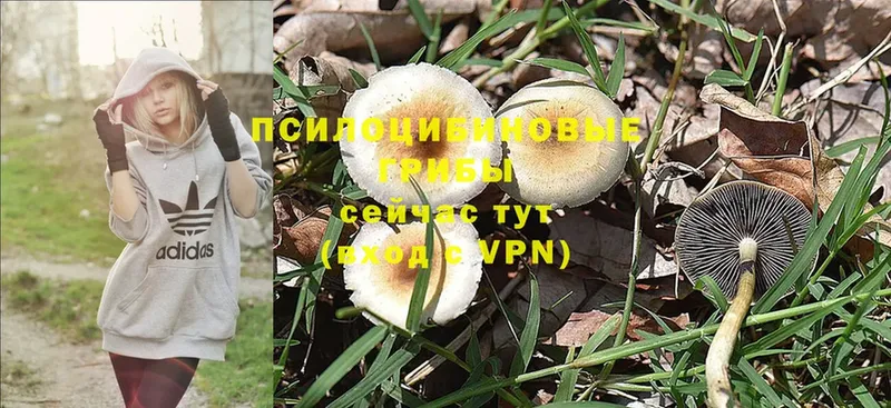 Псилоцибиновые грибы Magic Shrooms  blacksprut вход  Вичуга 